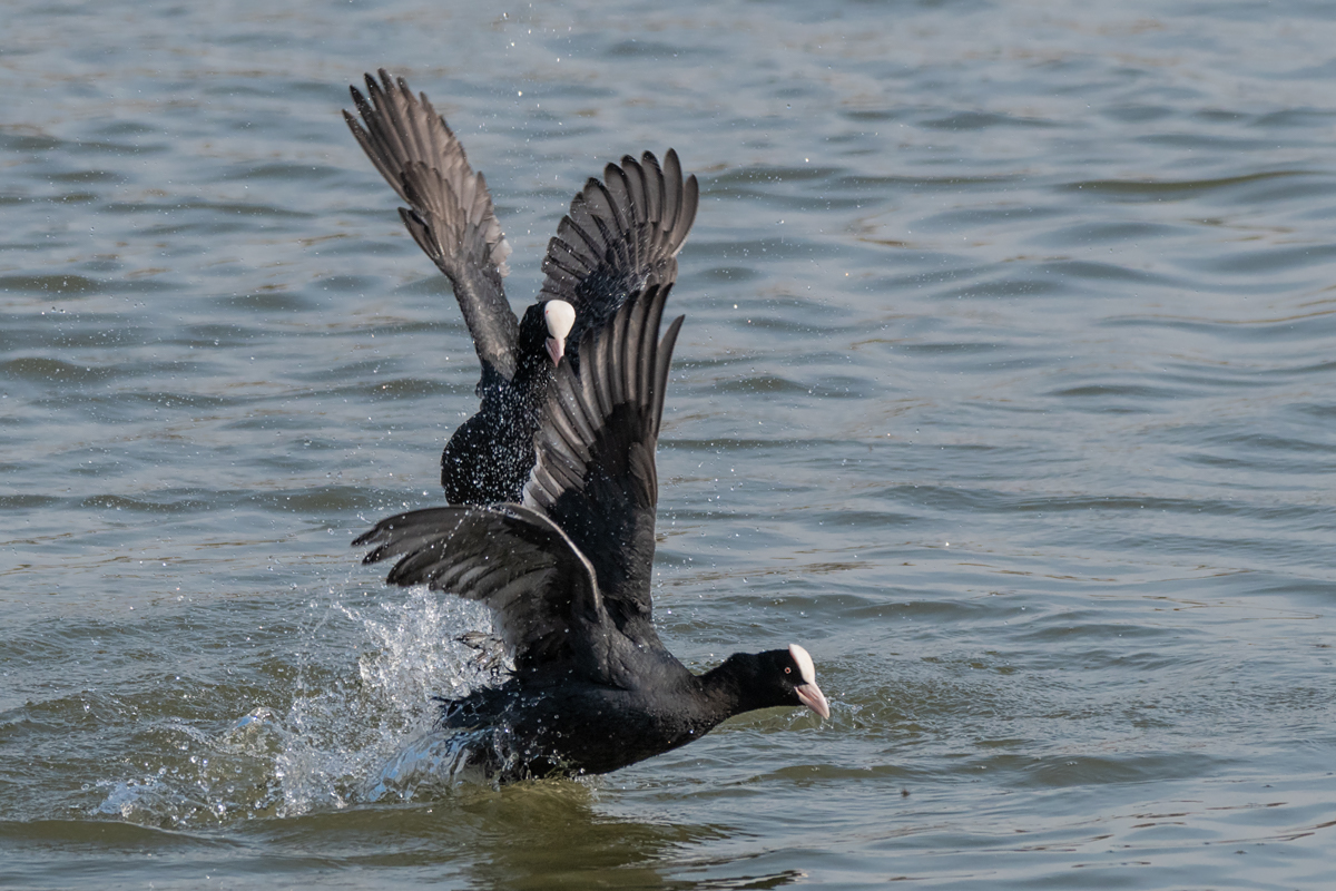 Весенние разборки.