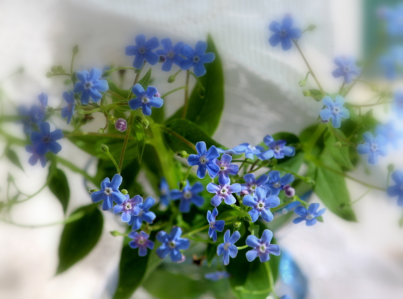 Этюд в голубых тонах.