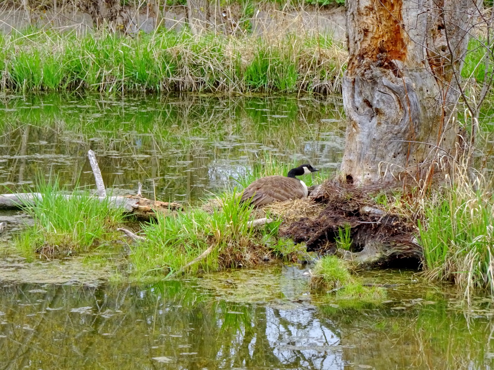 мой дом - моя крепость
