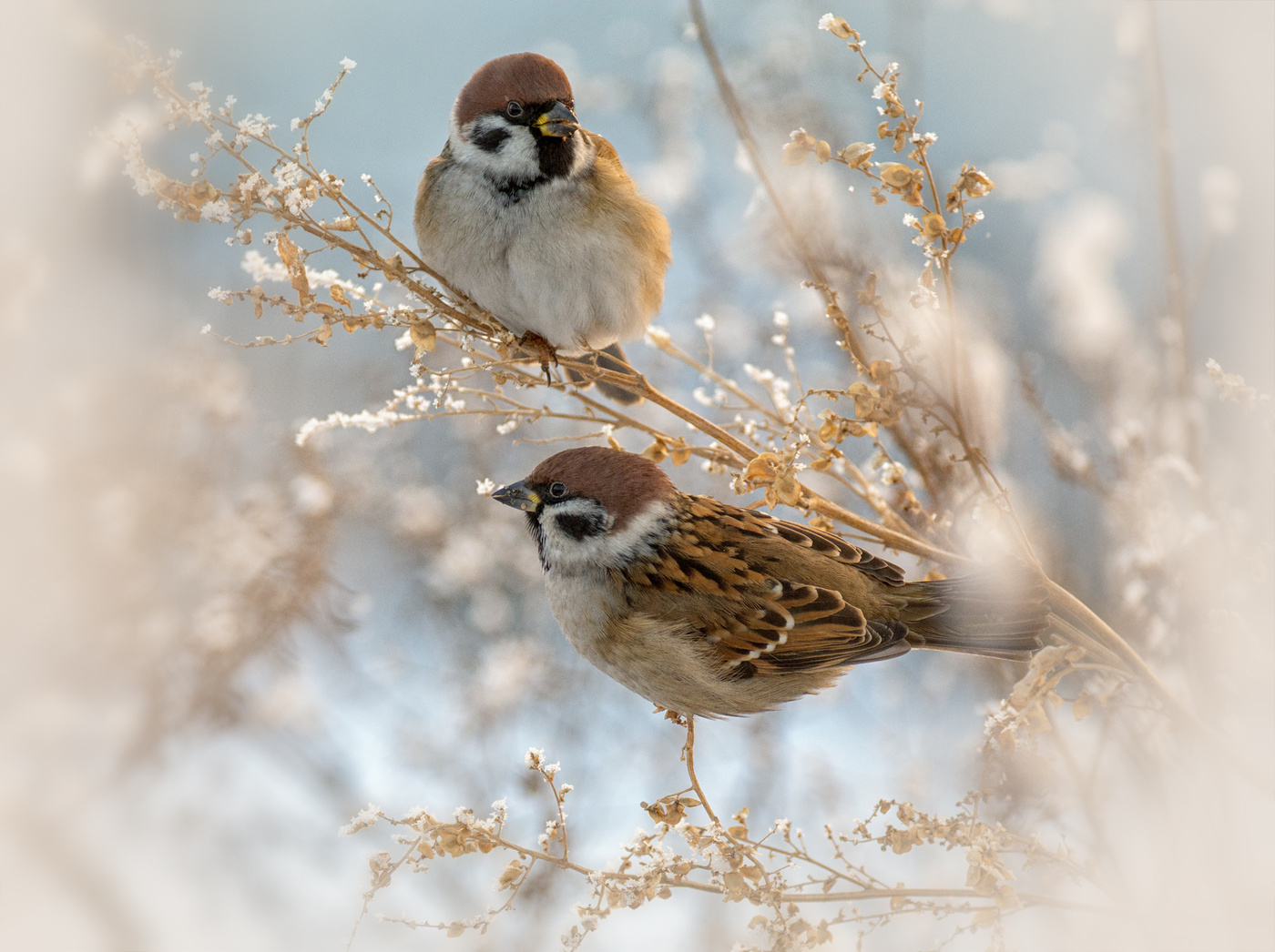 мои воробушки..