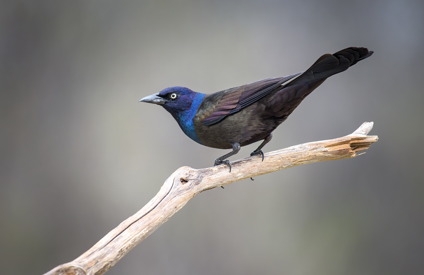 Common Grackle (male)