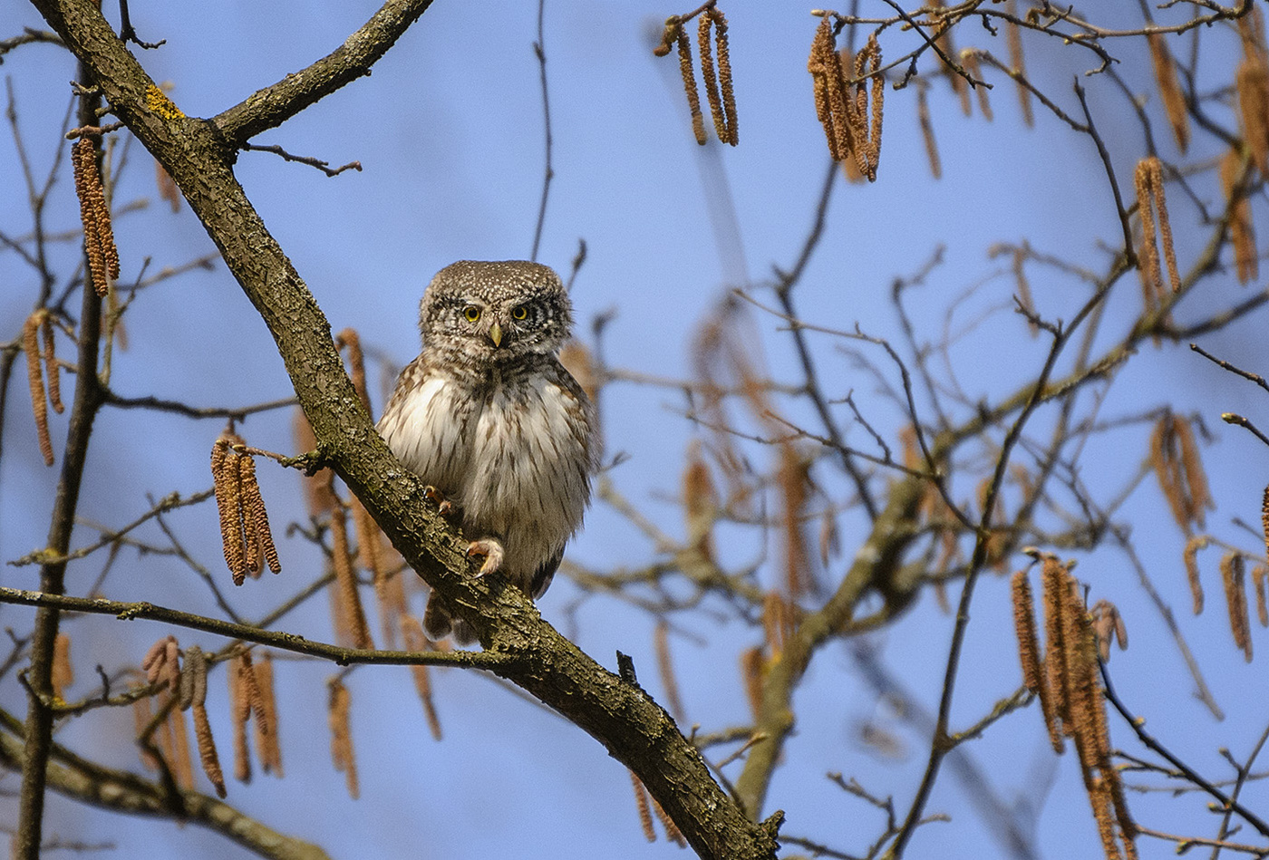 Высоко сижу...