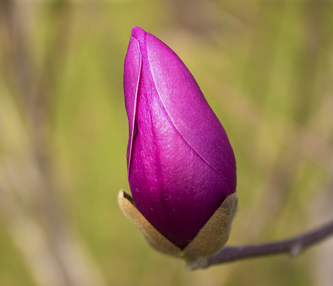 Бутон магнолии прекрасной