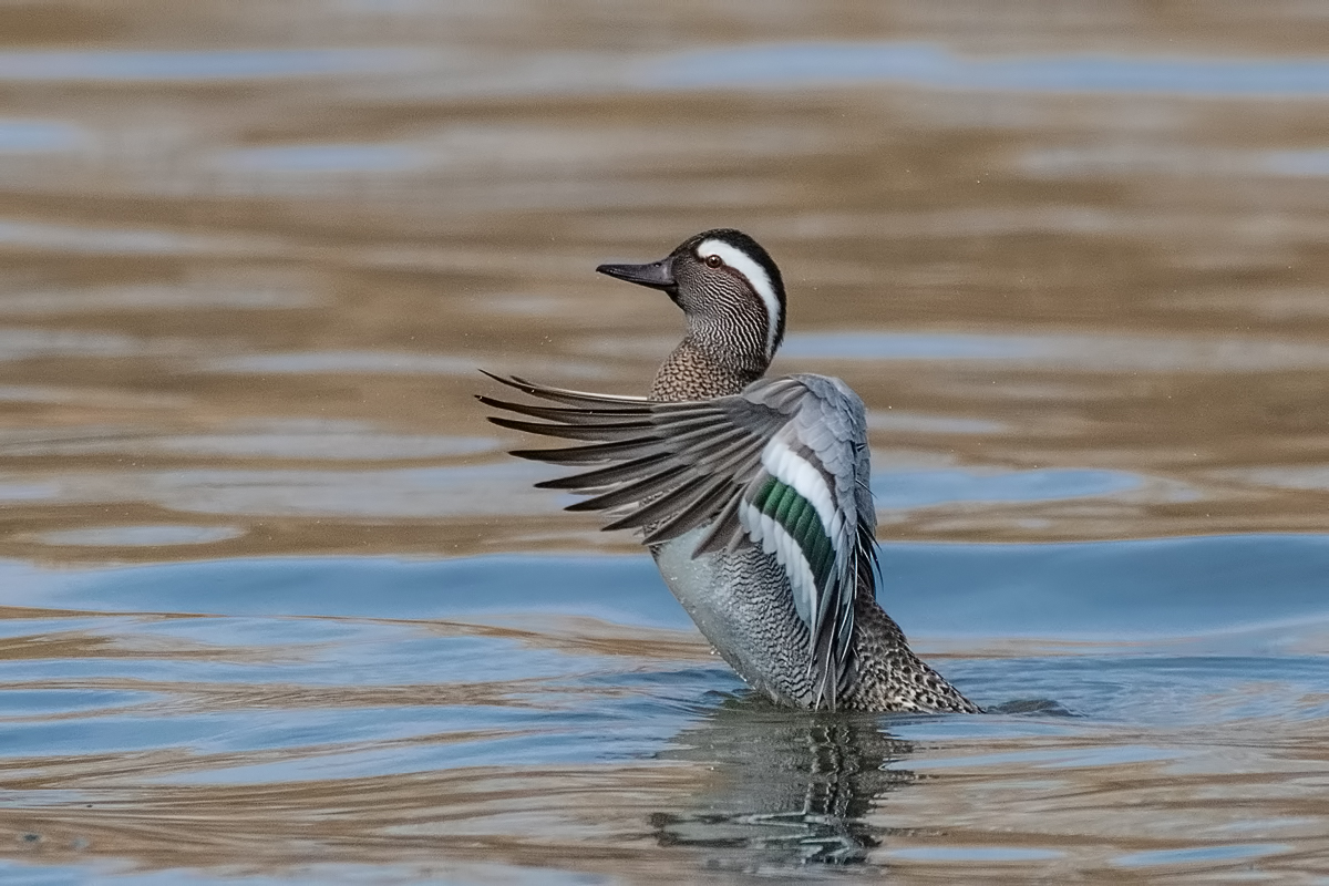 Чирок трескунок.