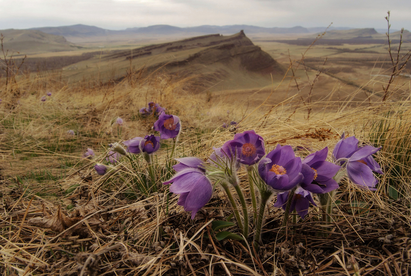 Первые цветы на Сундуках.