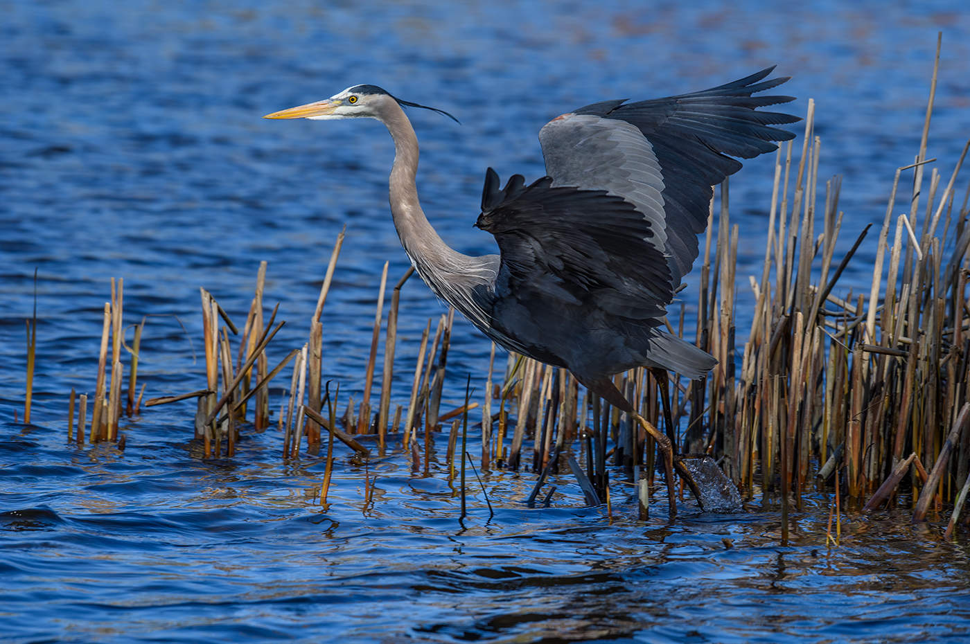 Great blue heron