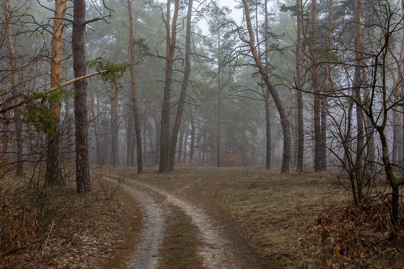 Туманный бор