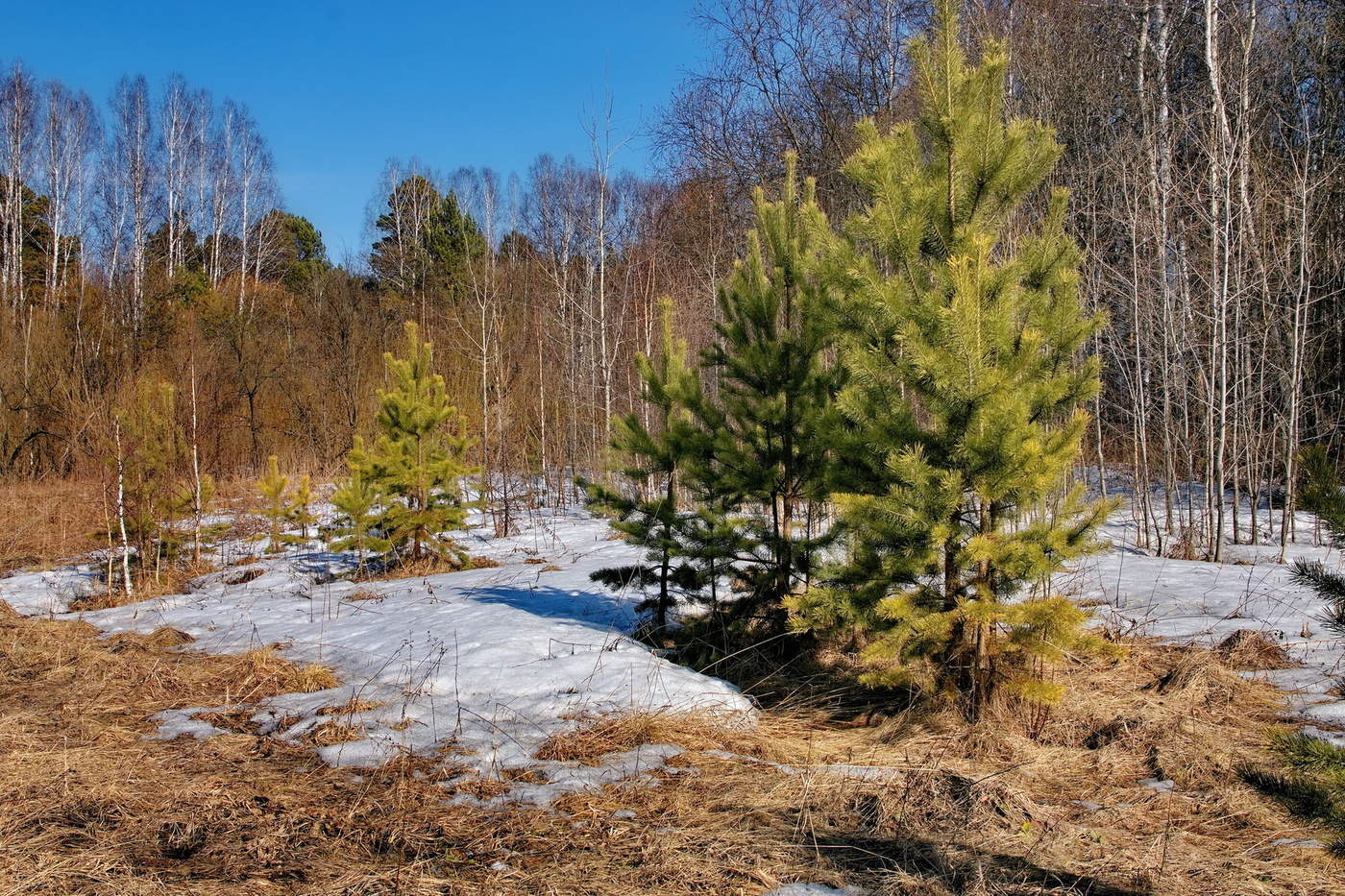 На лесной опушке.