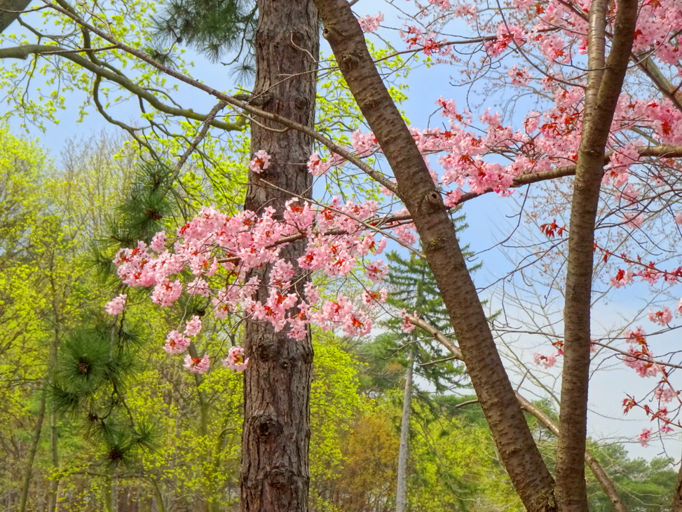 весенный хоровод