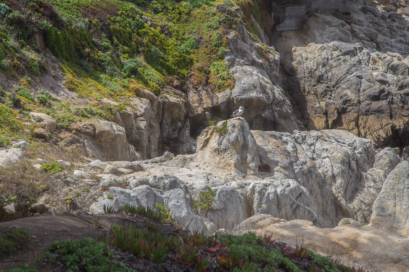 Дикий берег