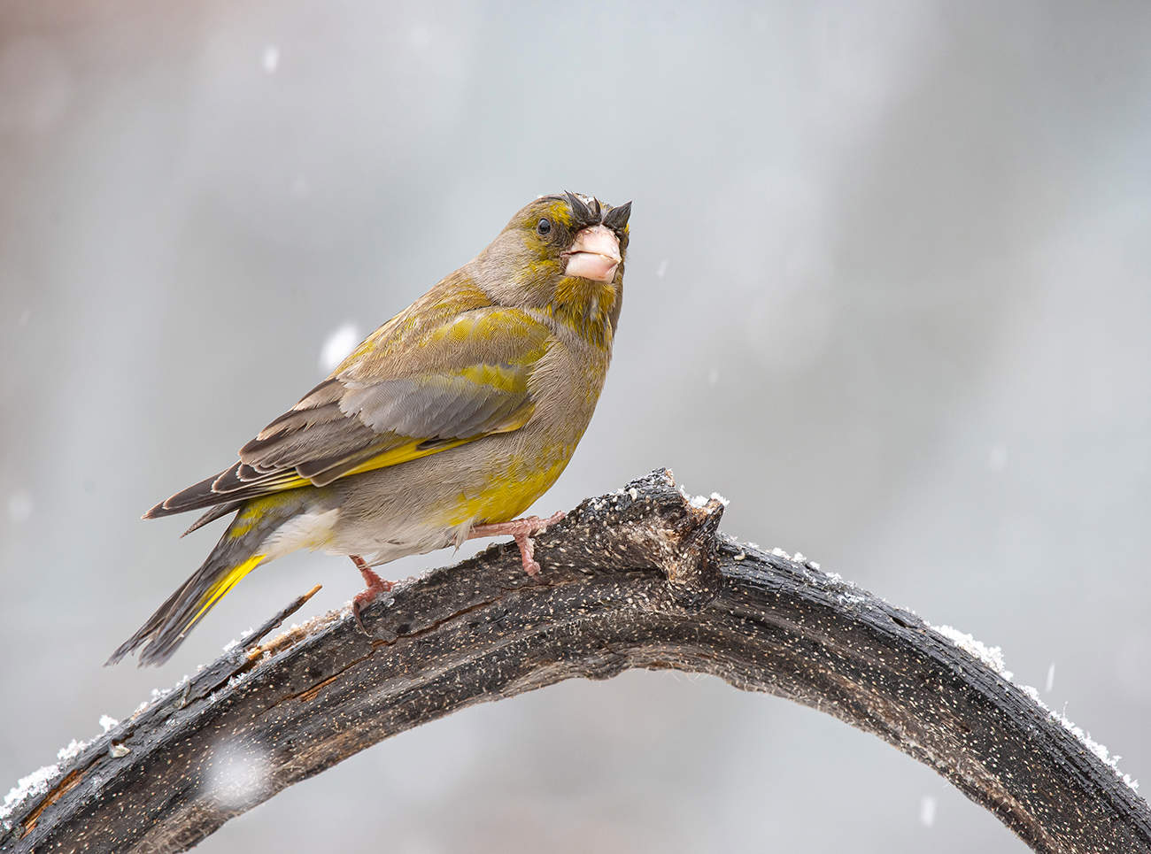 Брежневские брови