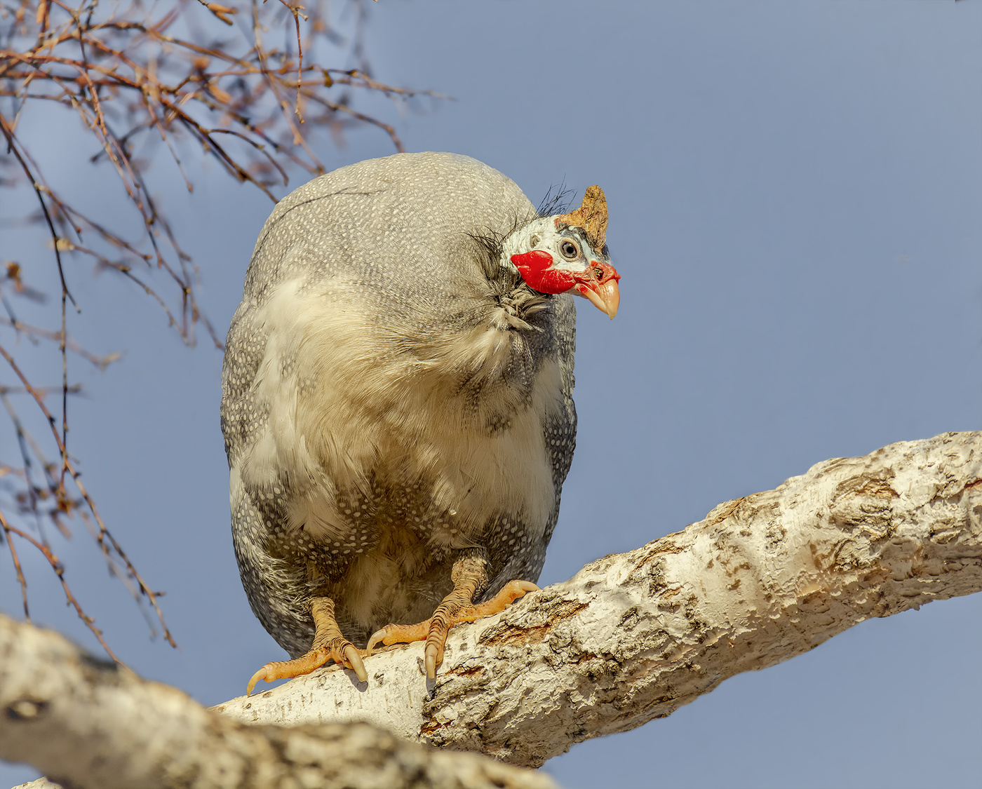 цесарка на берёзе..