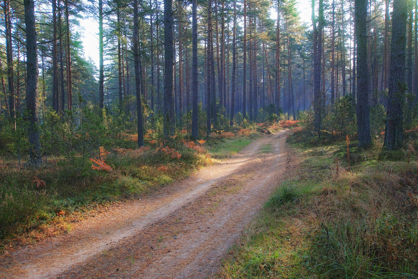 Рыжая осень