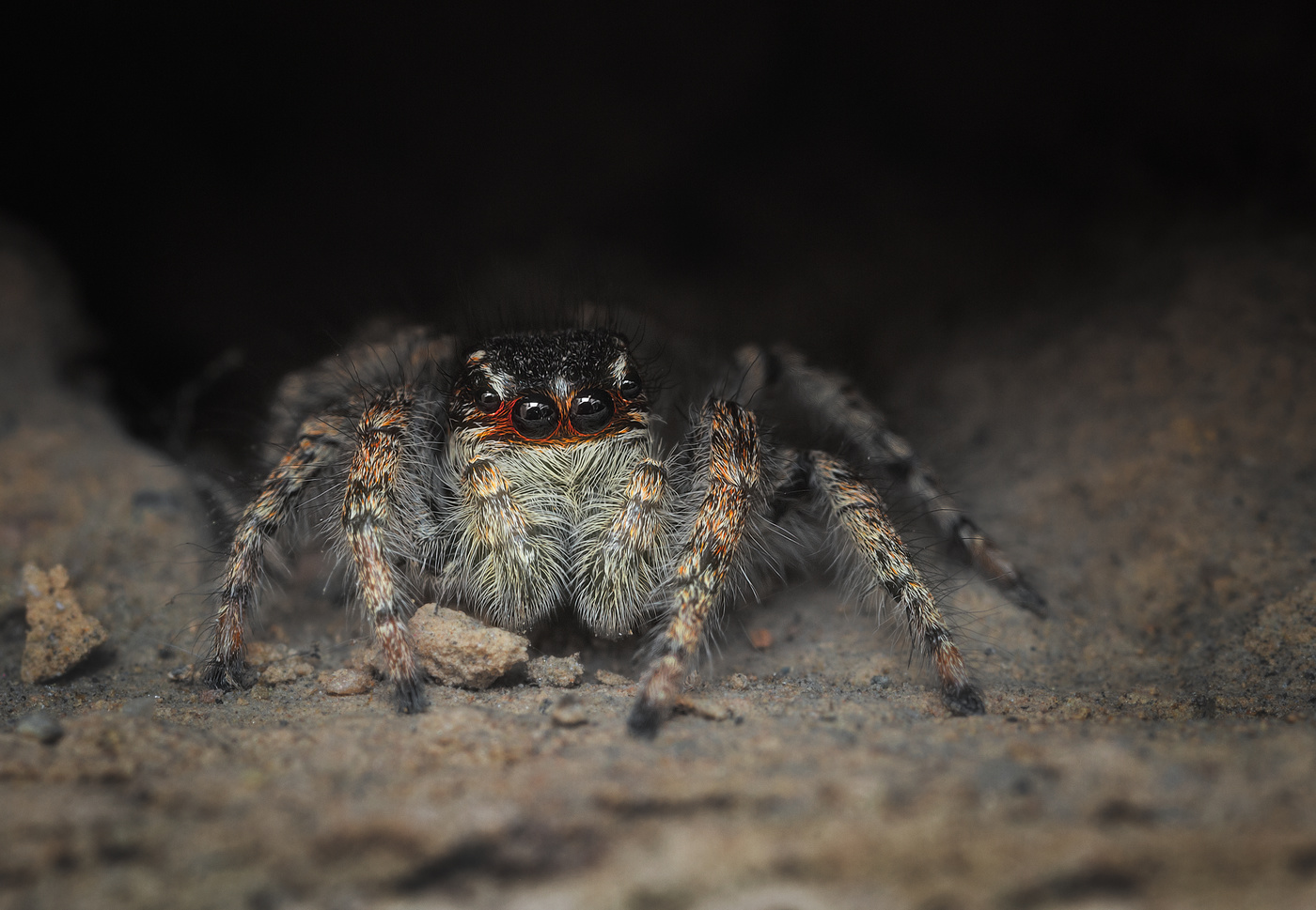 Выполз из норки на охоту.