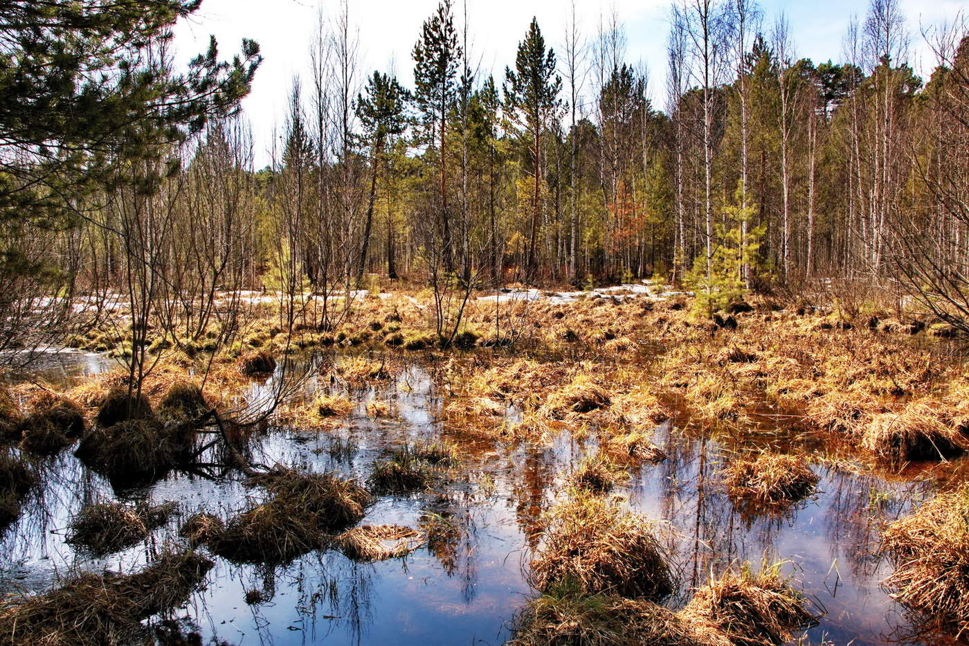 Лесное болото.