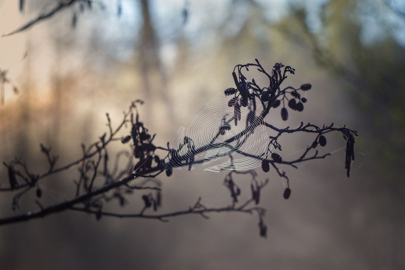 первая паутинка