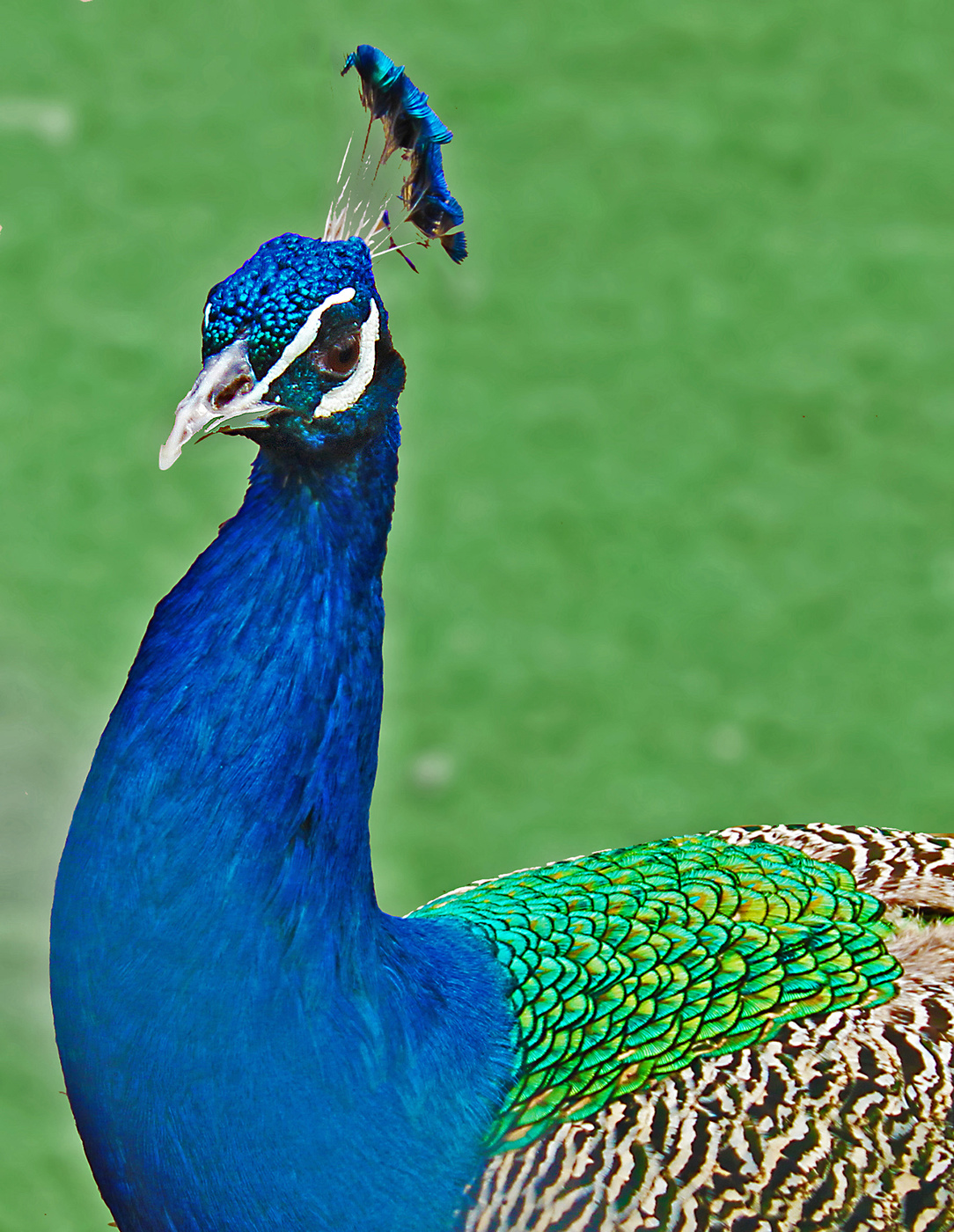 Венценосный красавец