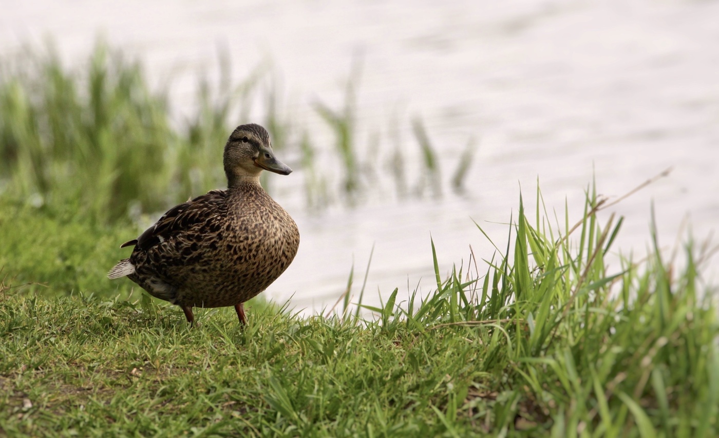 Утренняя прогулка