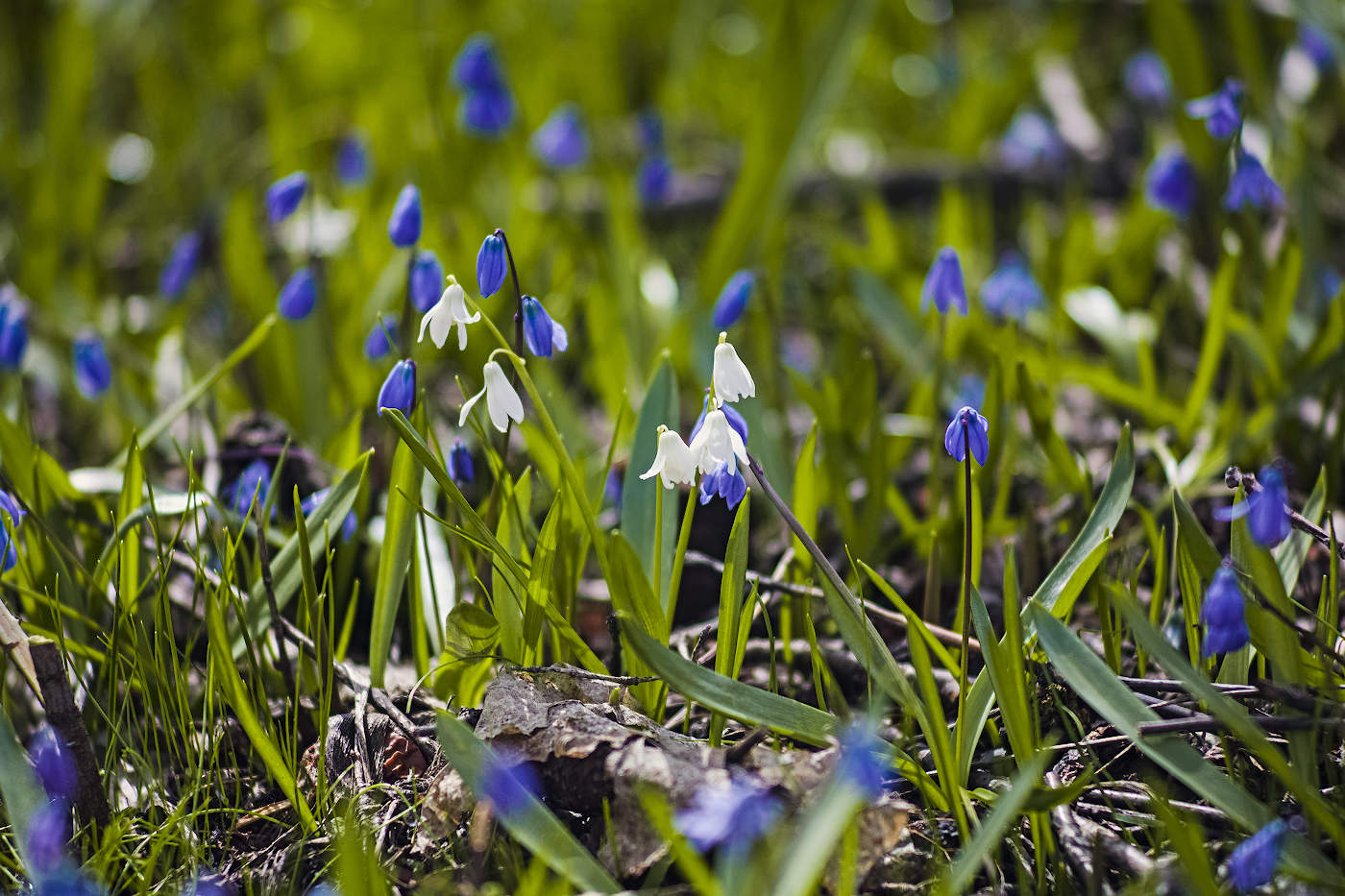 На лесной поляне