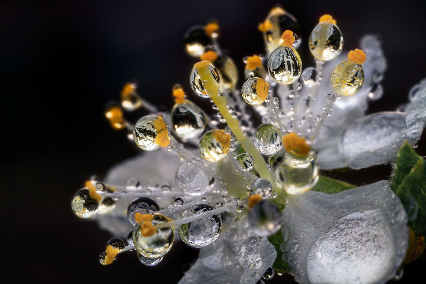 Бриллиантовая россыпь.