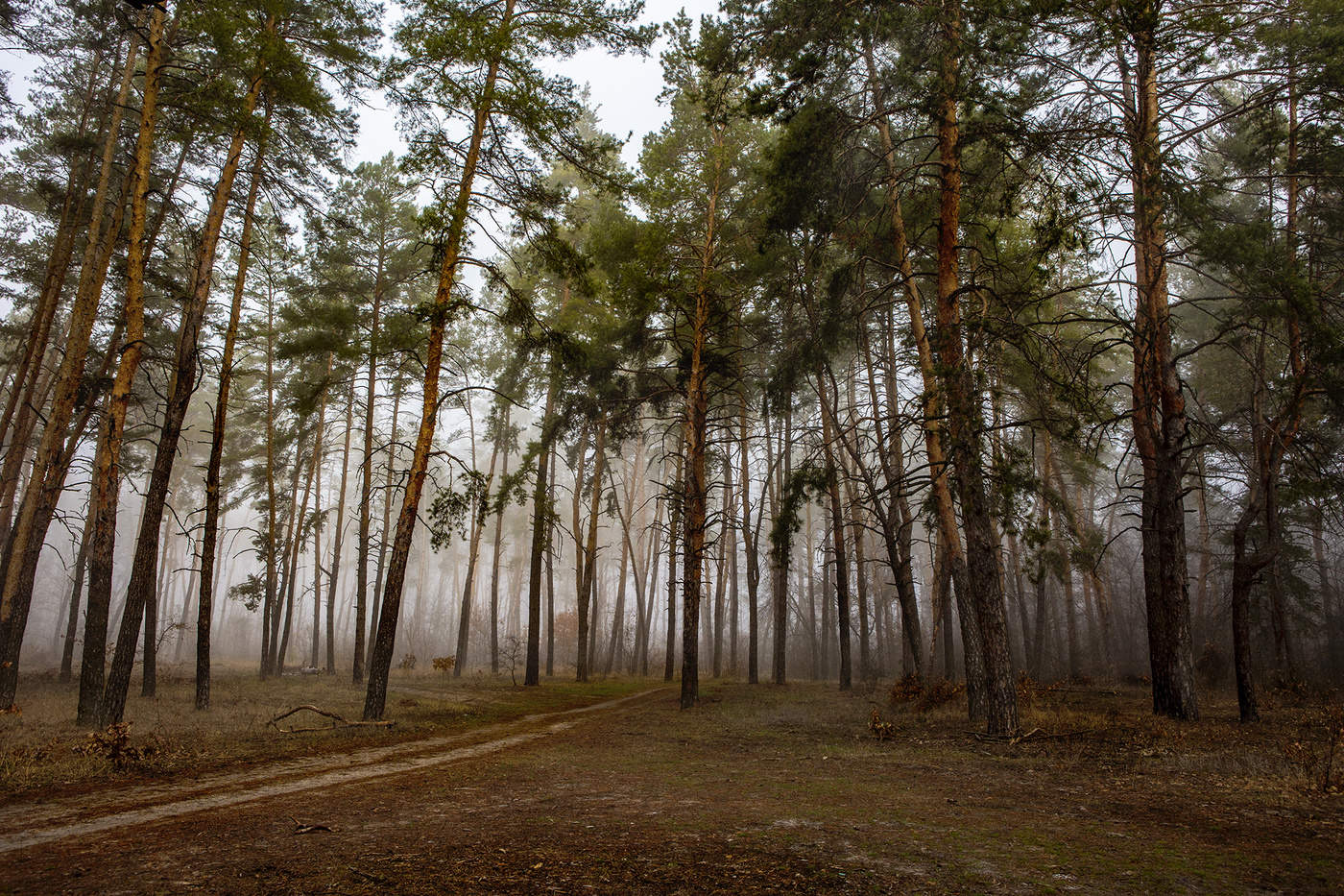 Весенний бор
