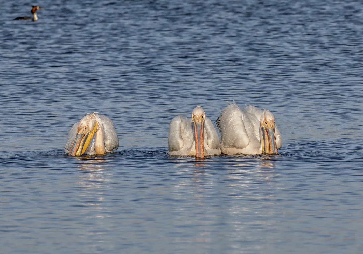 розовые пеликаны..