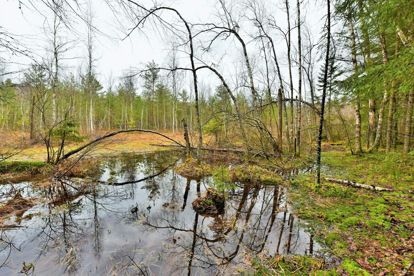 Лесное болотце ...