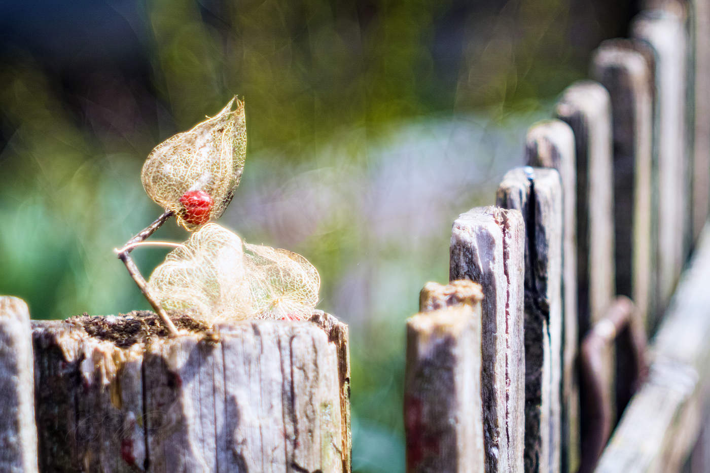 На старой изгороди
