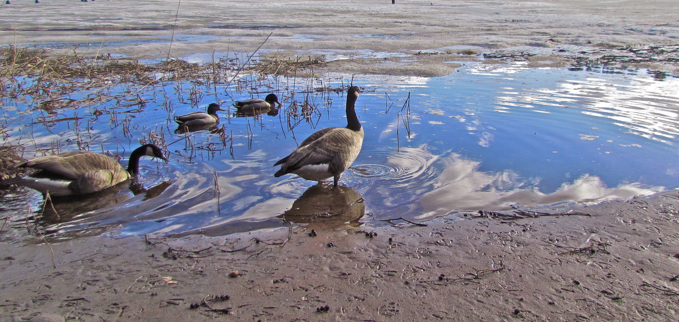 Перелётные гости