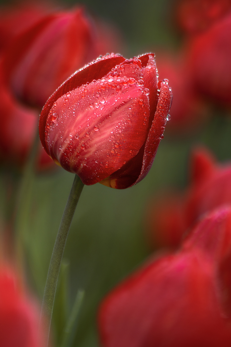 Апрельские краски.