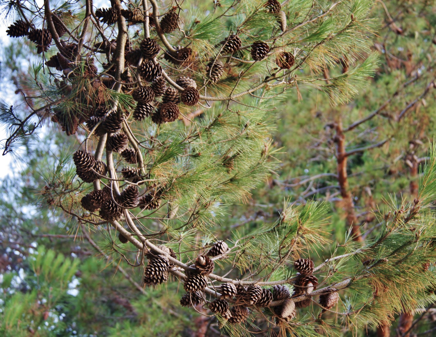 Ожерелье для любимой