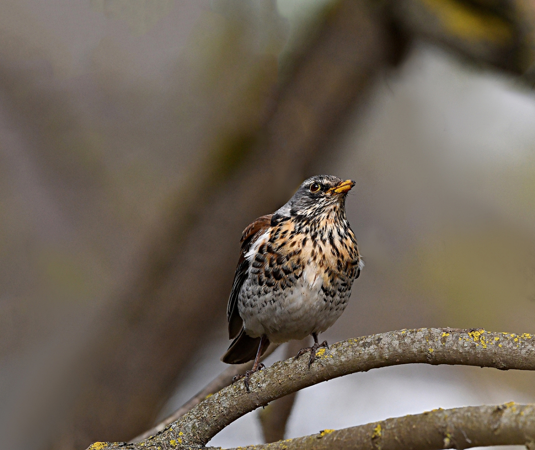 Дрозд-рябинник