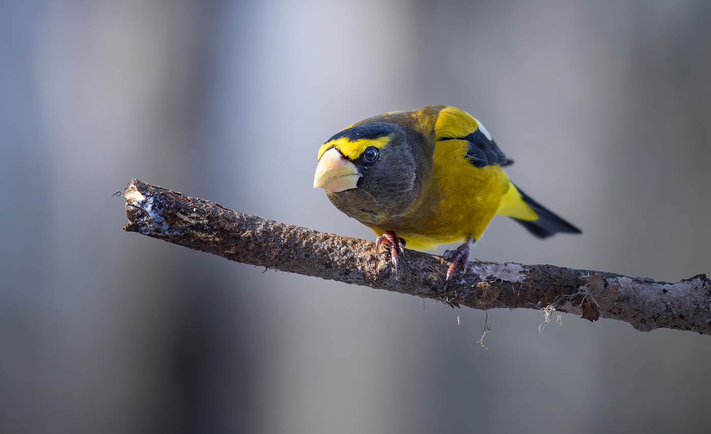 Evening grosbeak (Male)