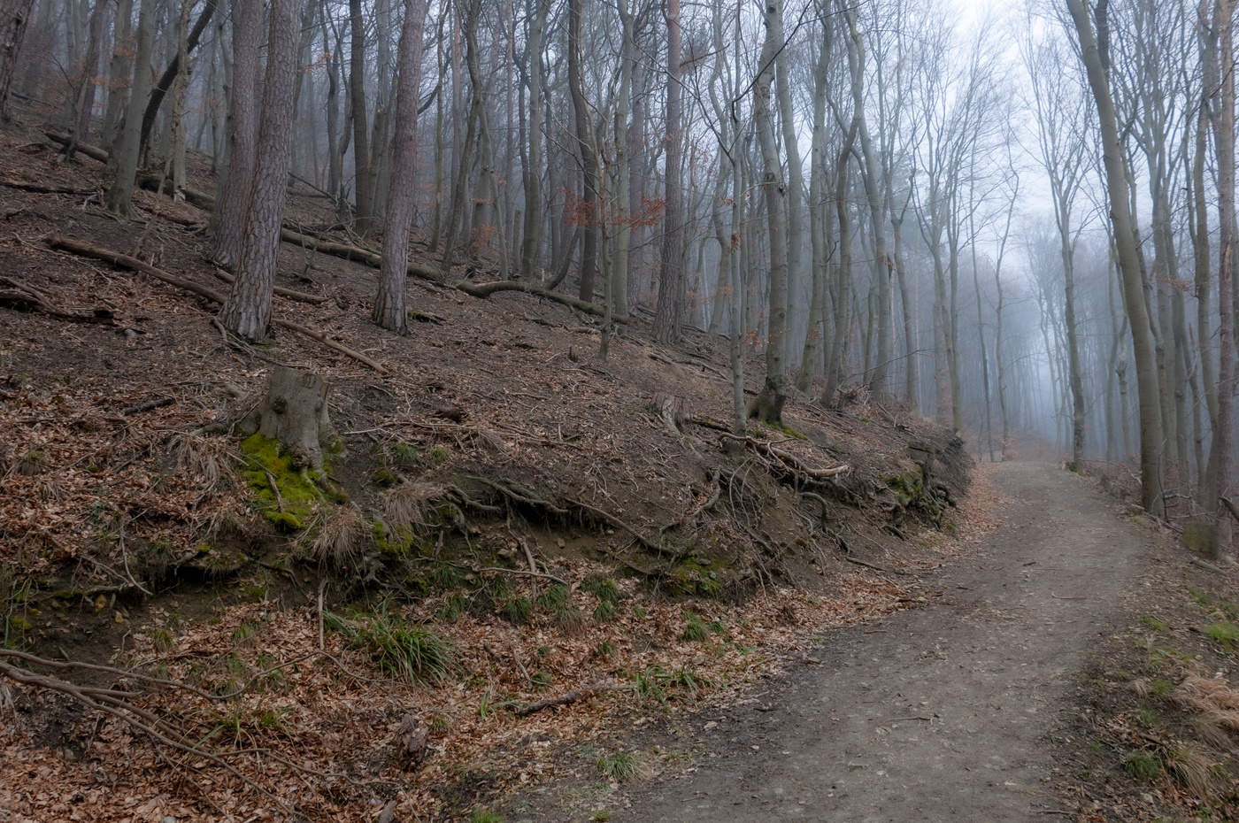 Танцующий лес