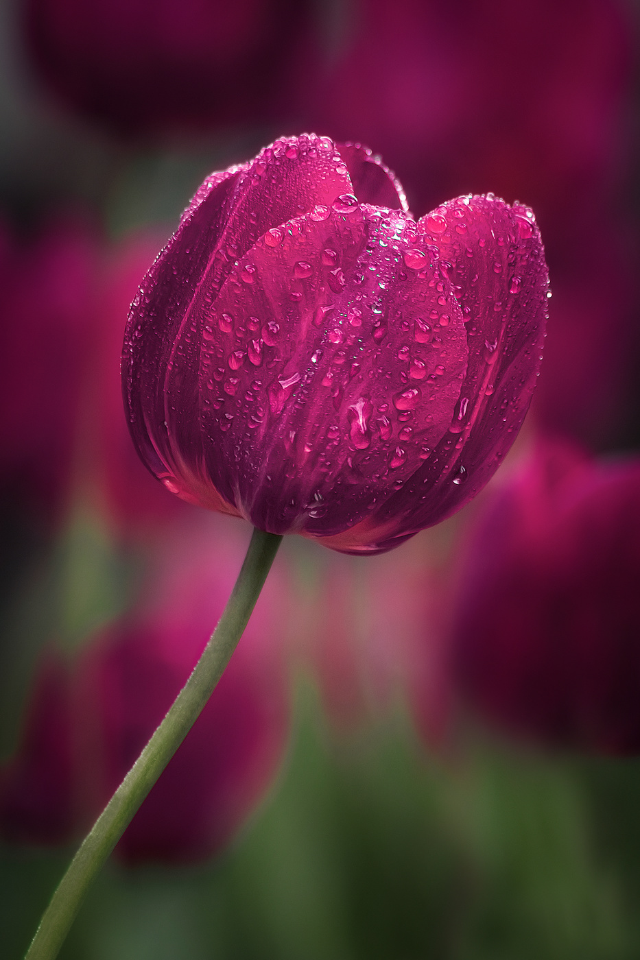 Тюльпановая пора.