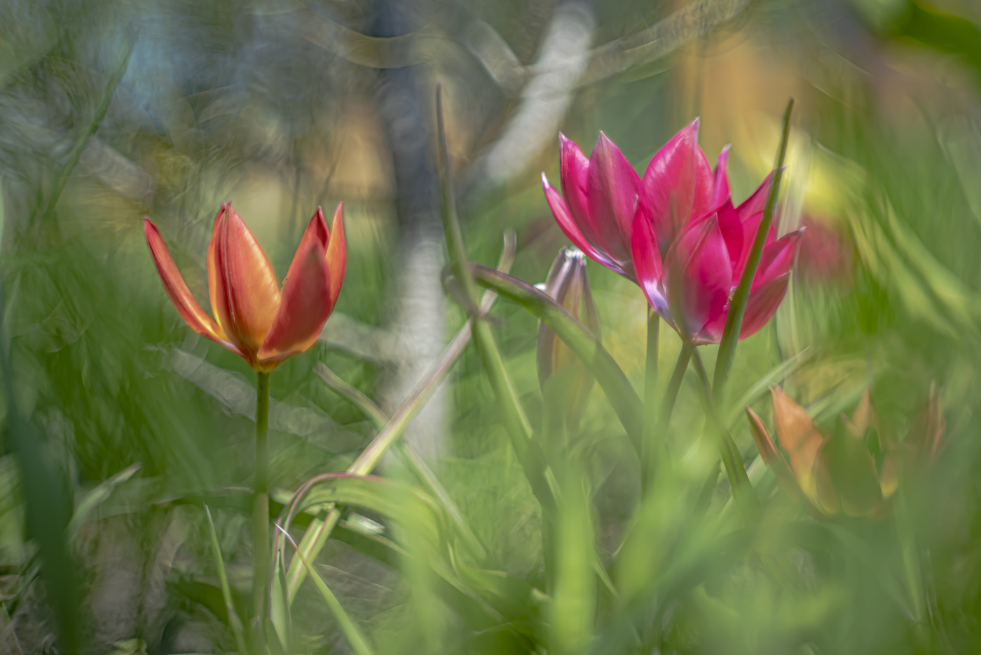 В цветочном лесу