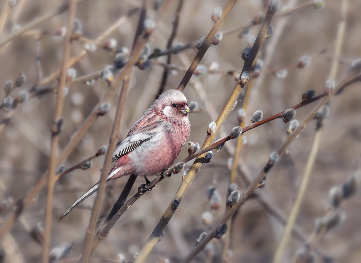 Урагус (самец)
