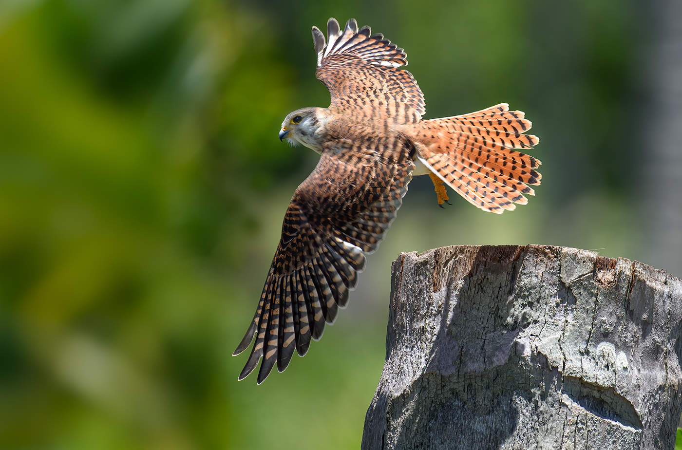 American kestrel (Falco sparverius)
