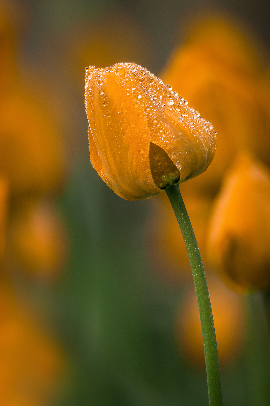 Апрельские краски.