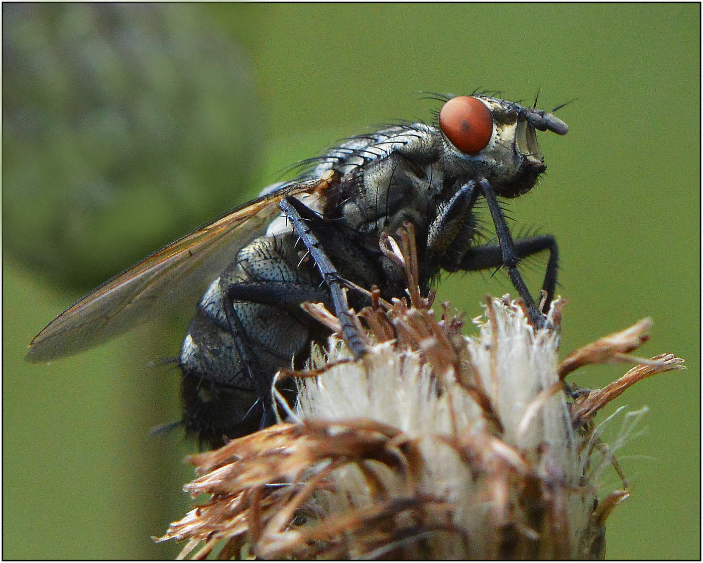 Сакофагида.