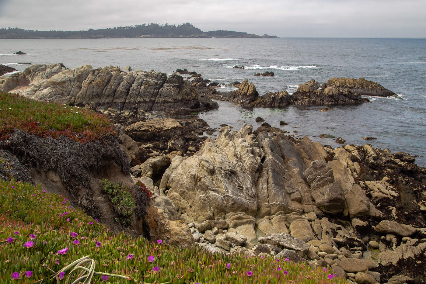 Океанский берег с цветами