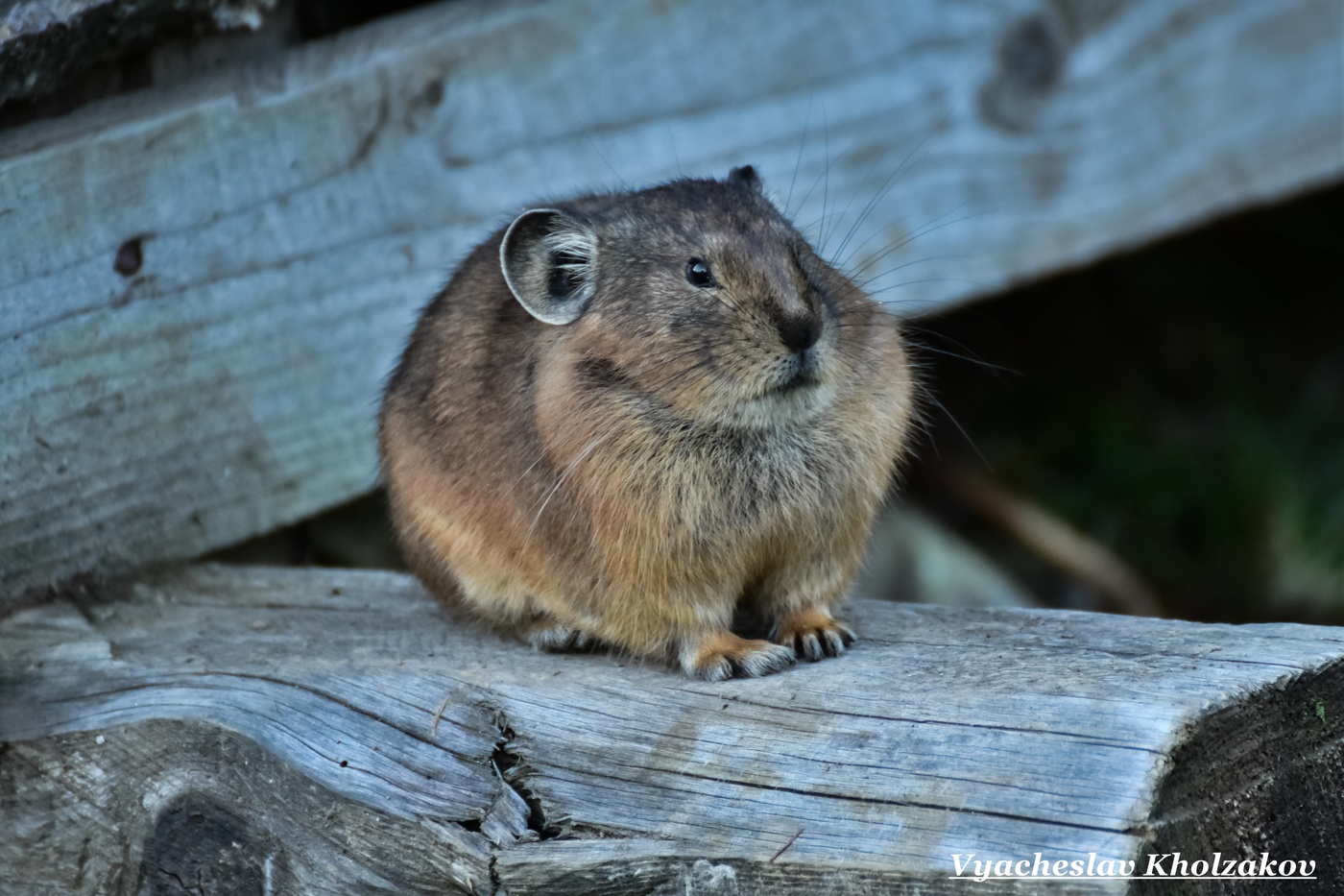 Пришёл в гости ...