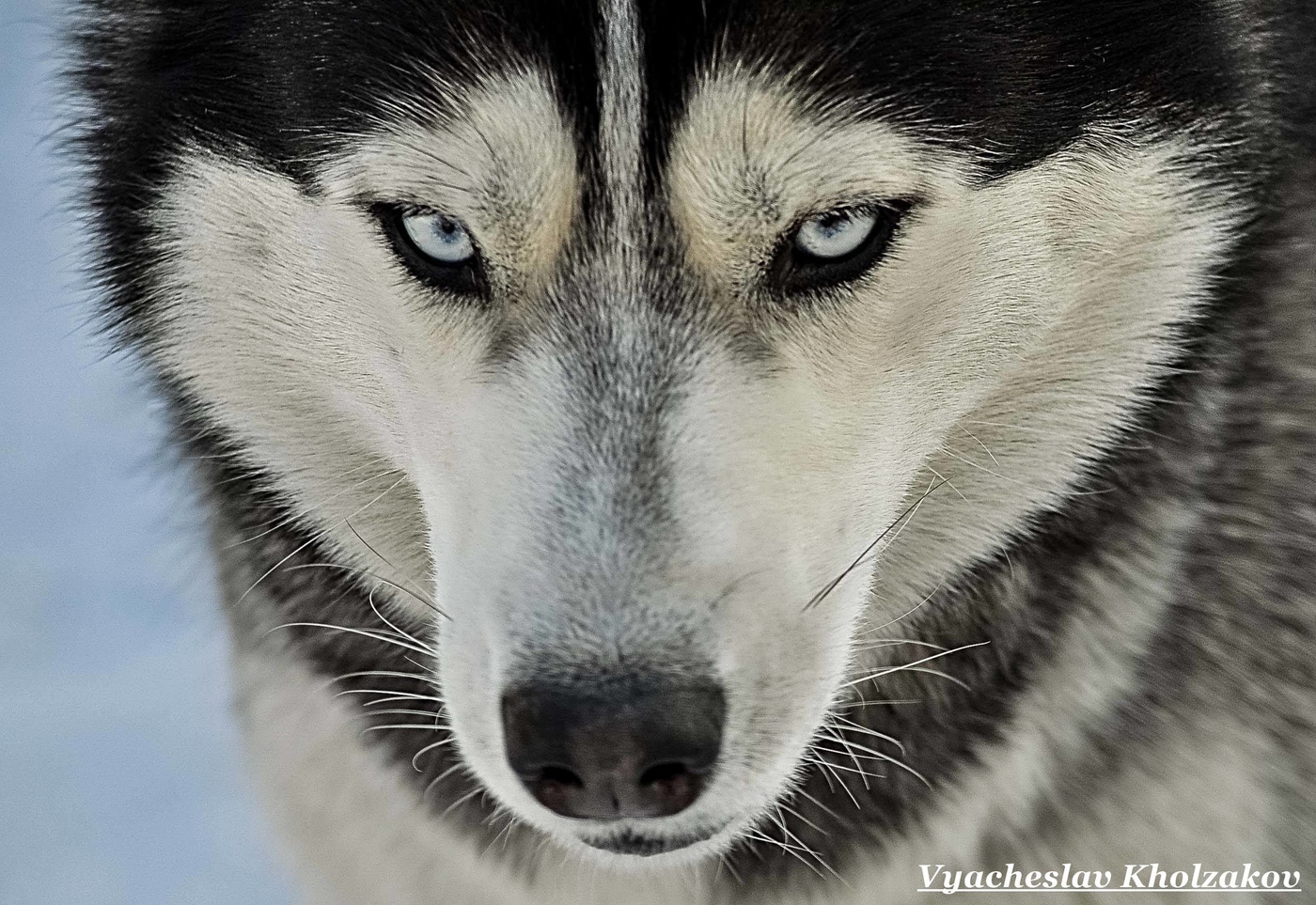 Сибирский хаски