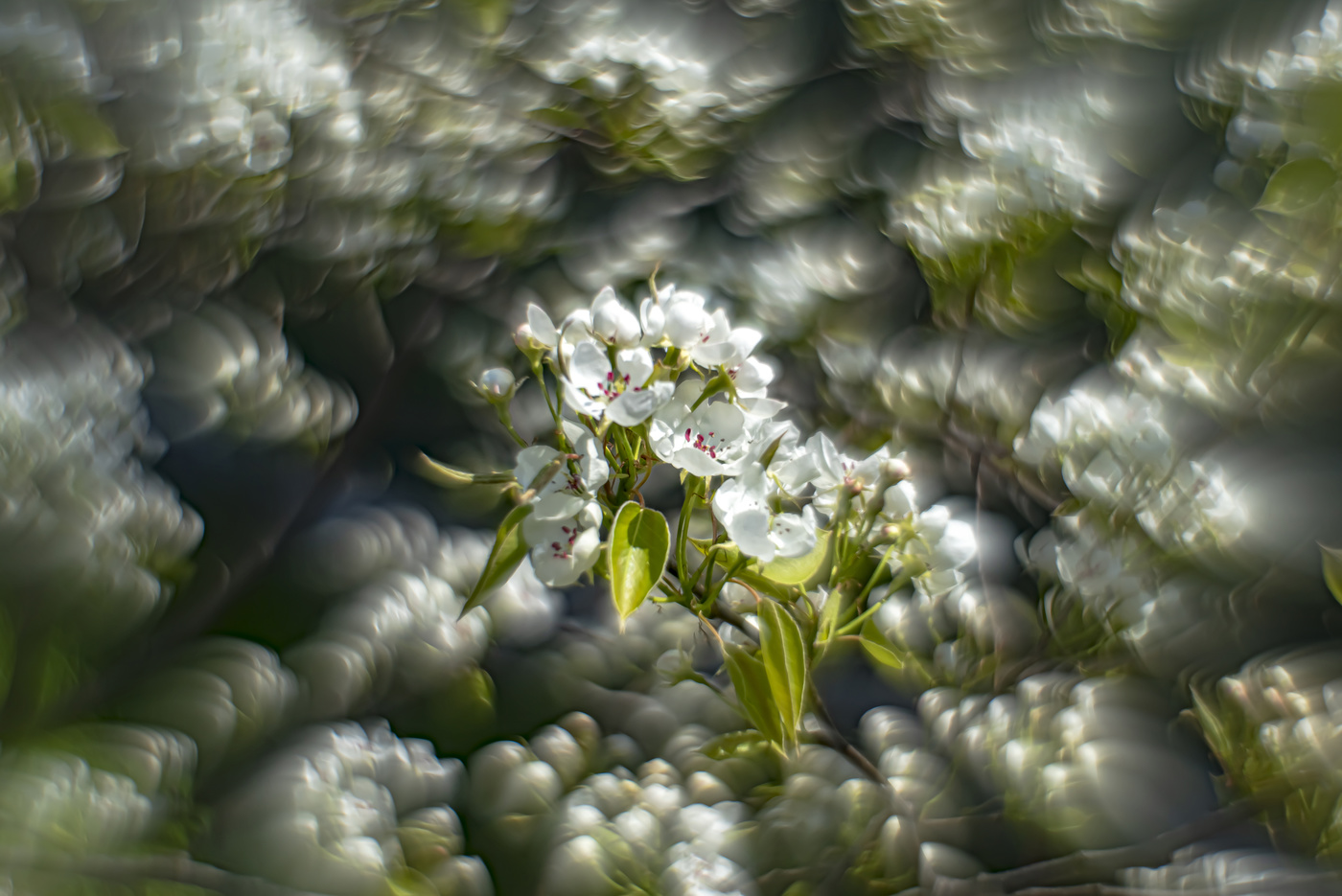 Цветочный вальс