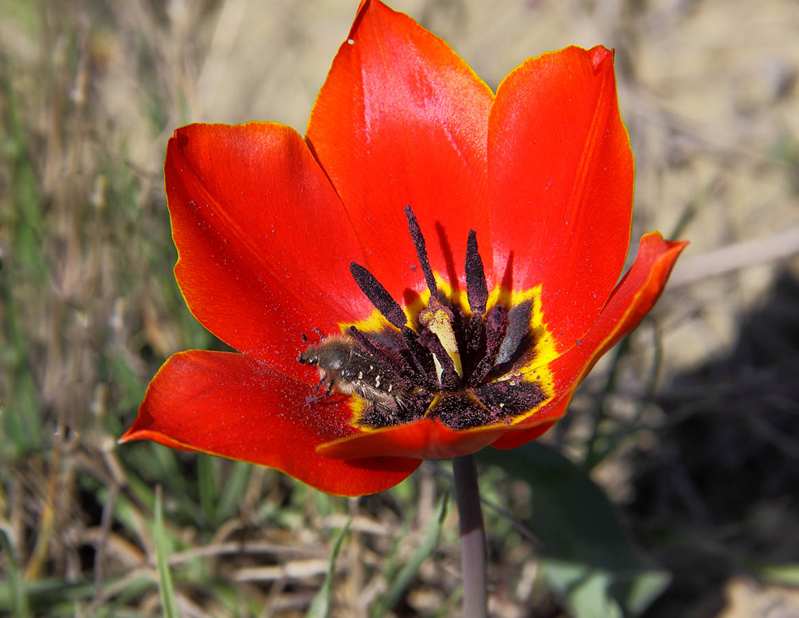 Кто в домике живет??