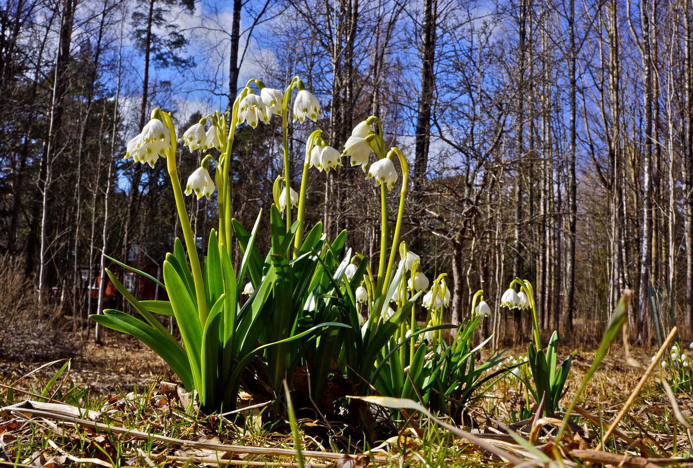 Как белые колокола...