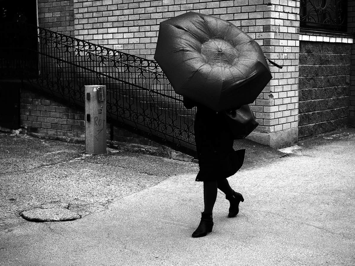 черная роза