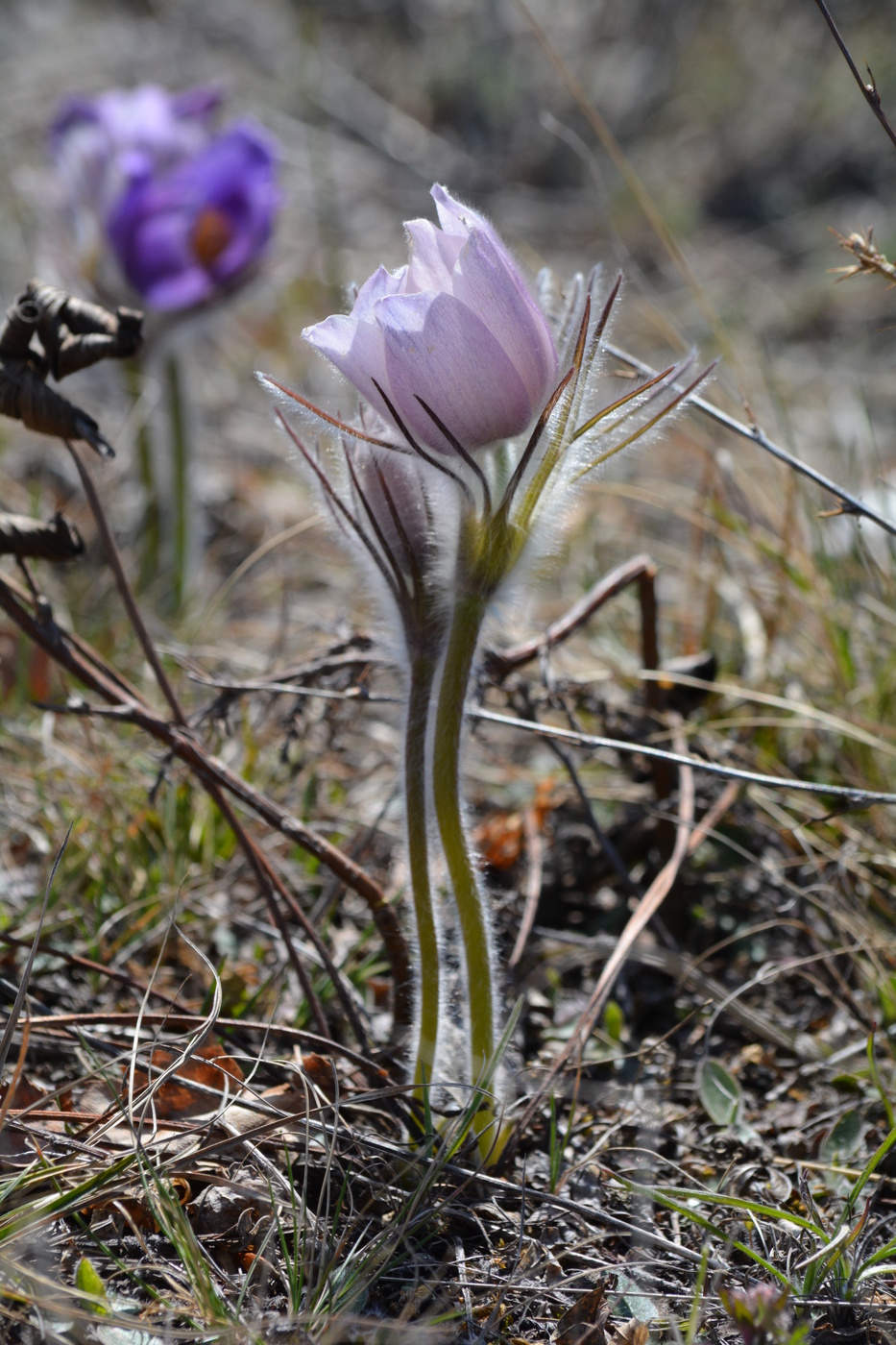 Первоцветы.