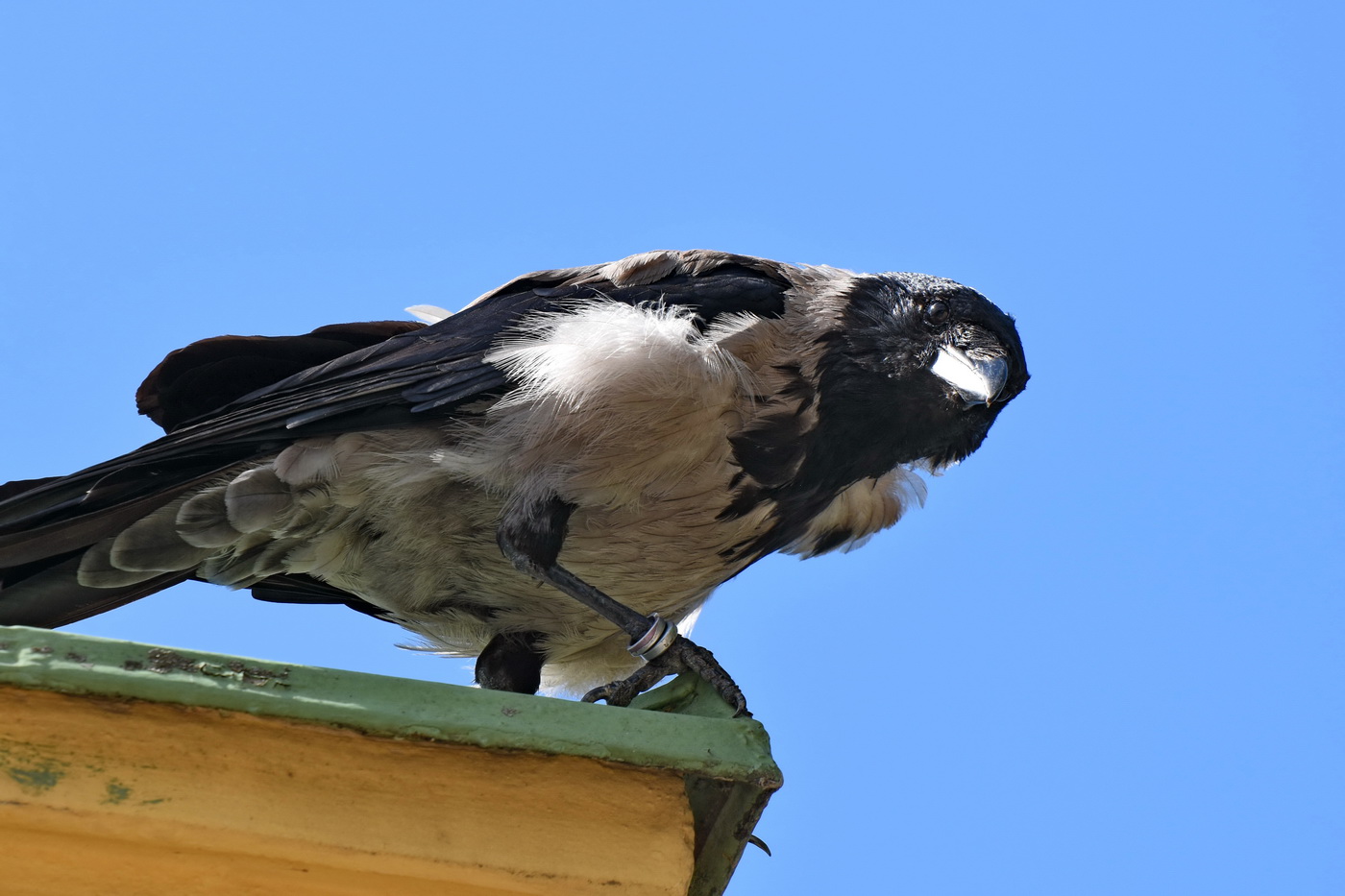 Клептоманка