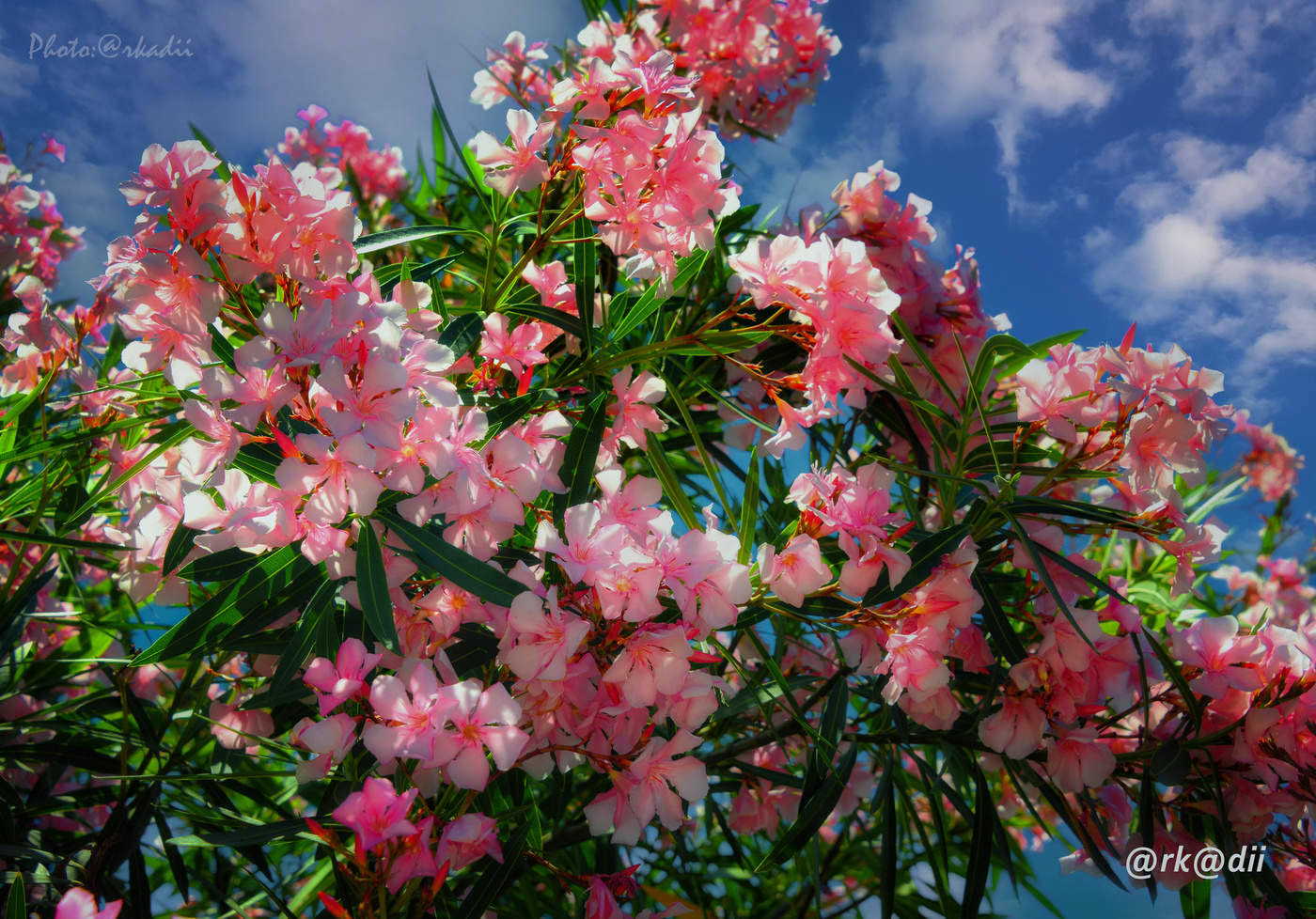 Сакура расцвела.